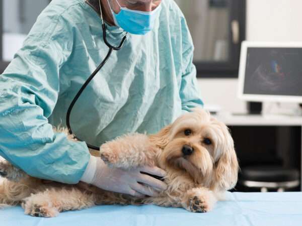 Veterinary Surgeon Job Description