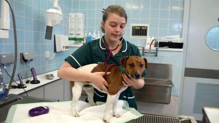 Veterinary Nurse Job Description