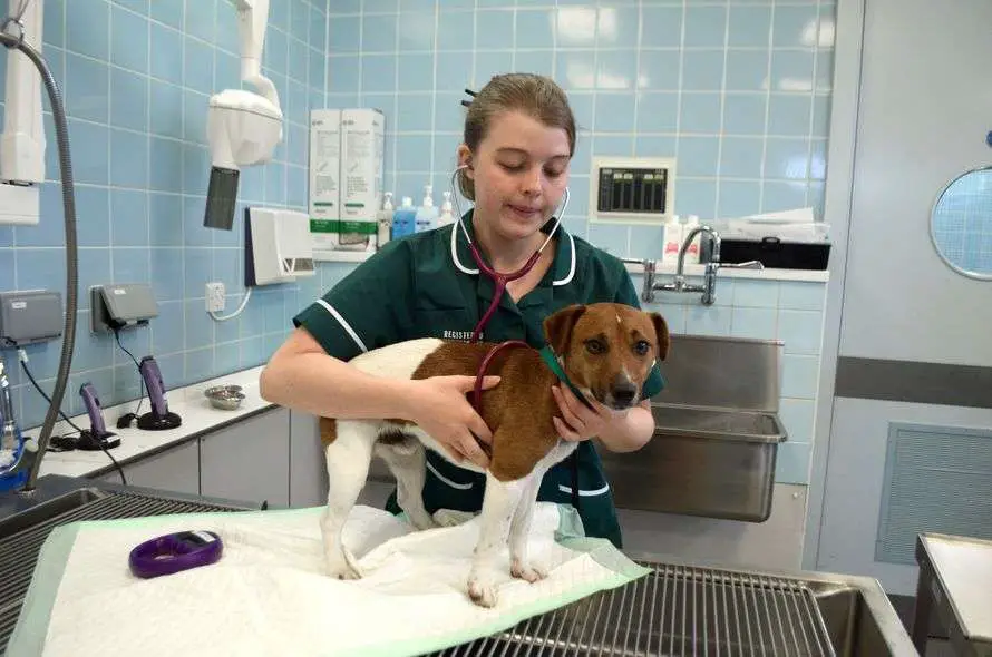 Veterinary Nurse Job Description 2023